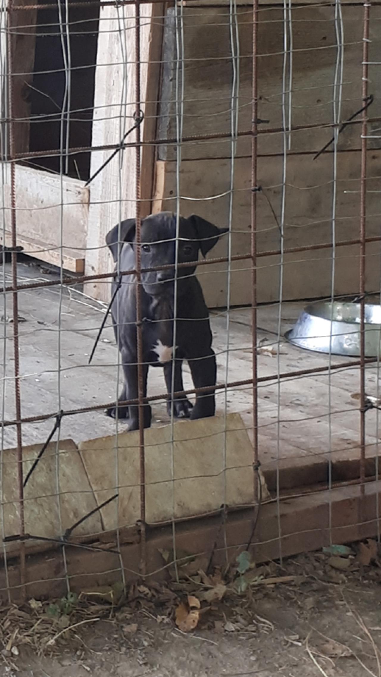 Photo of the dog