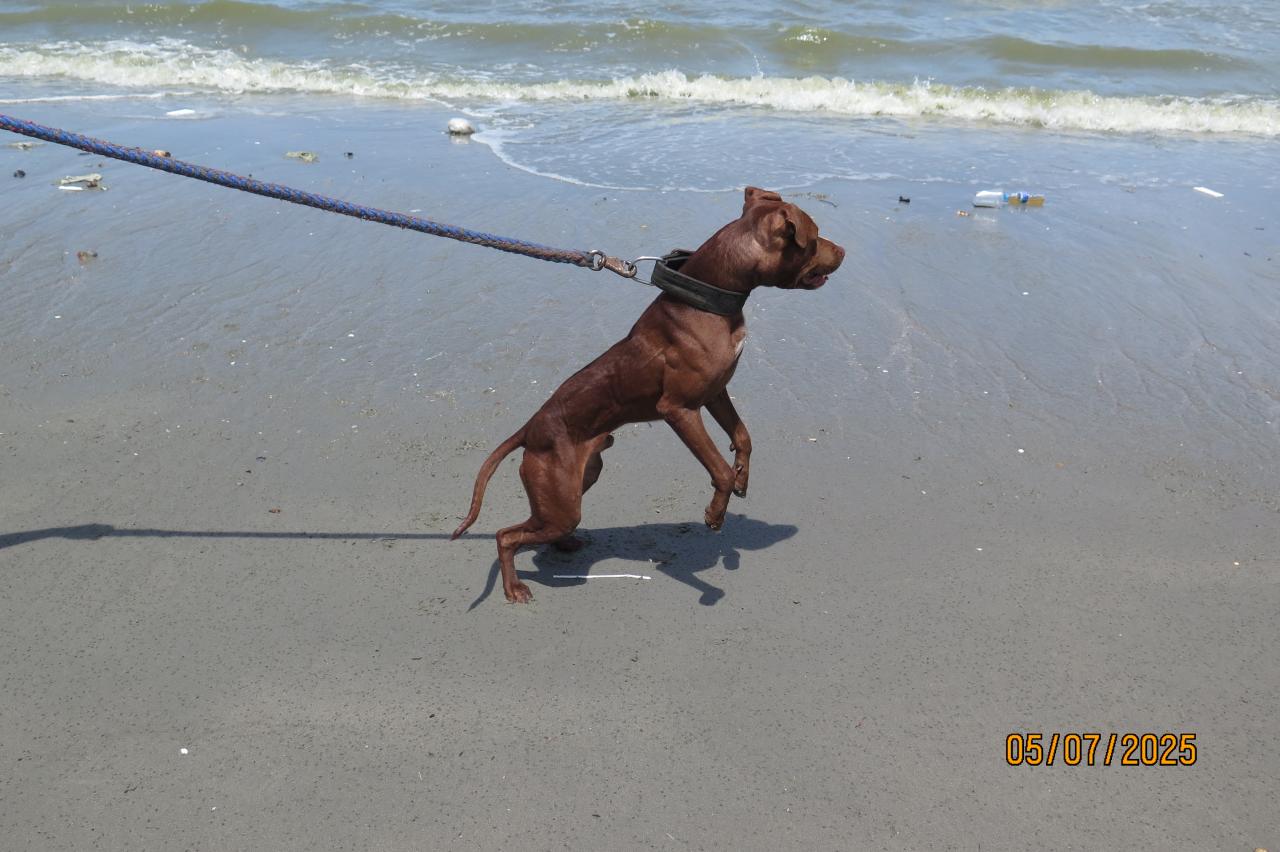 Photo of the dog