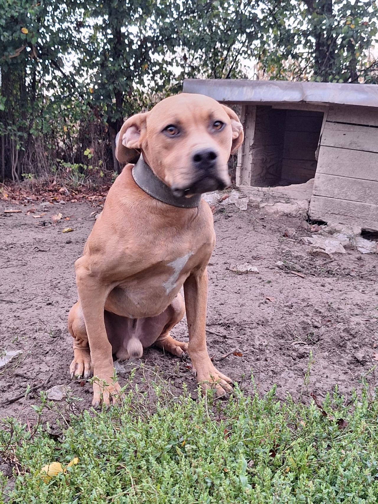 Photo of the dog