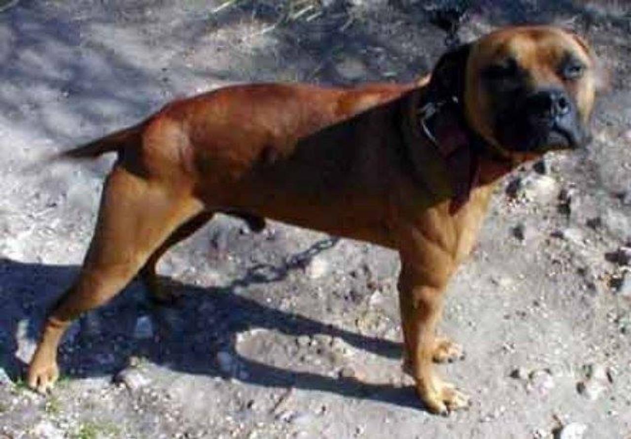 Photo of the dog