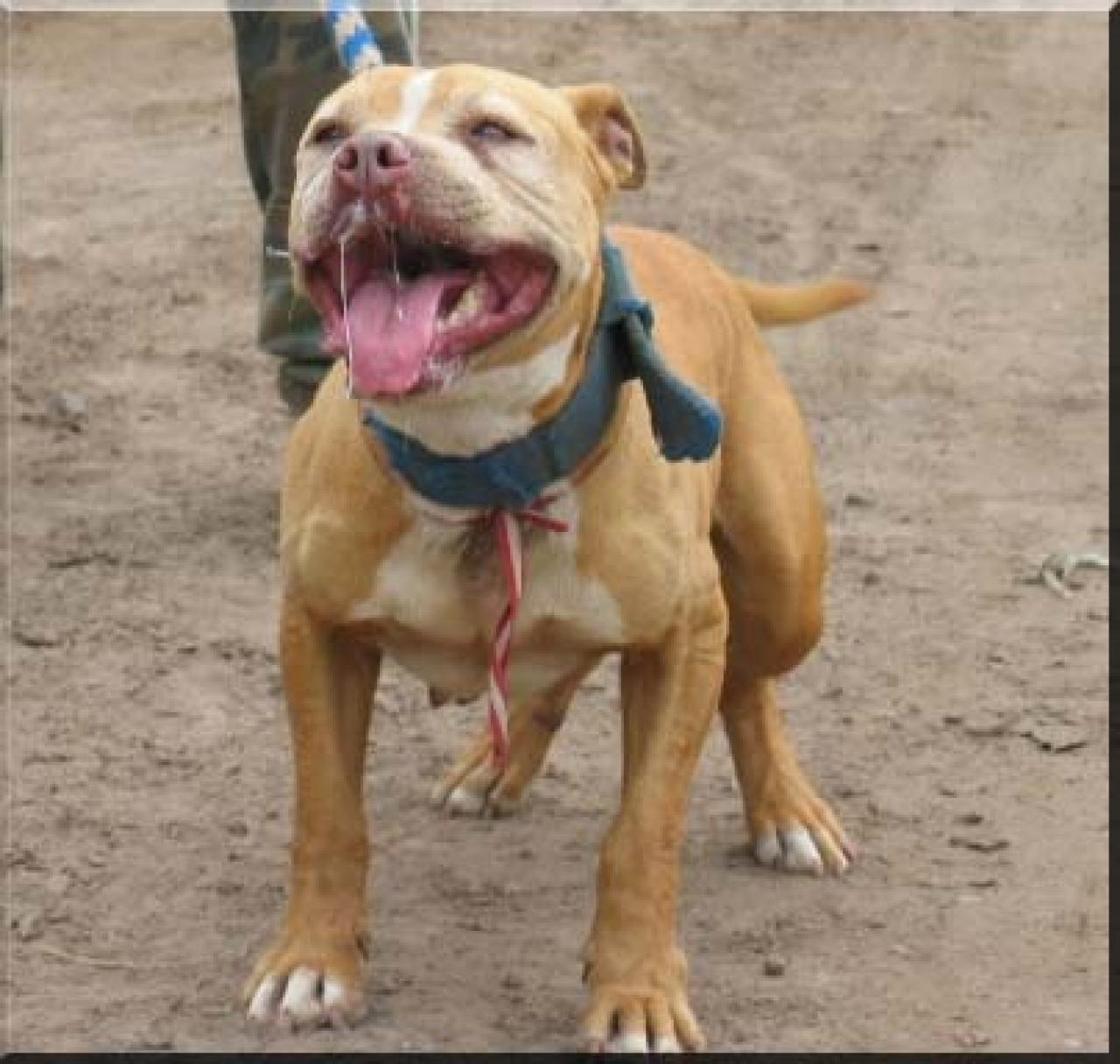Photo of the dog