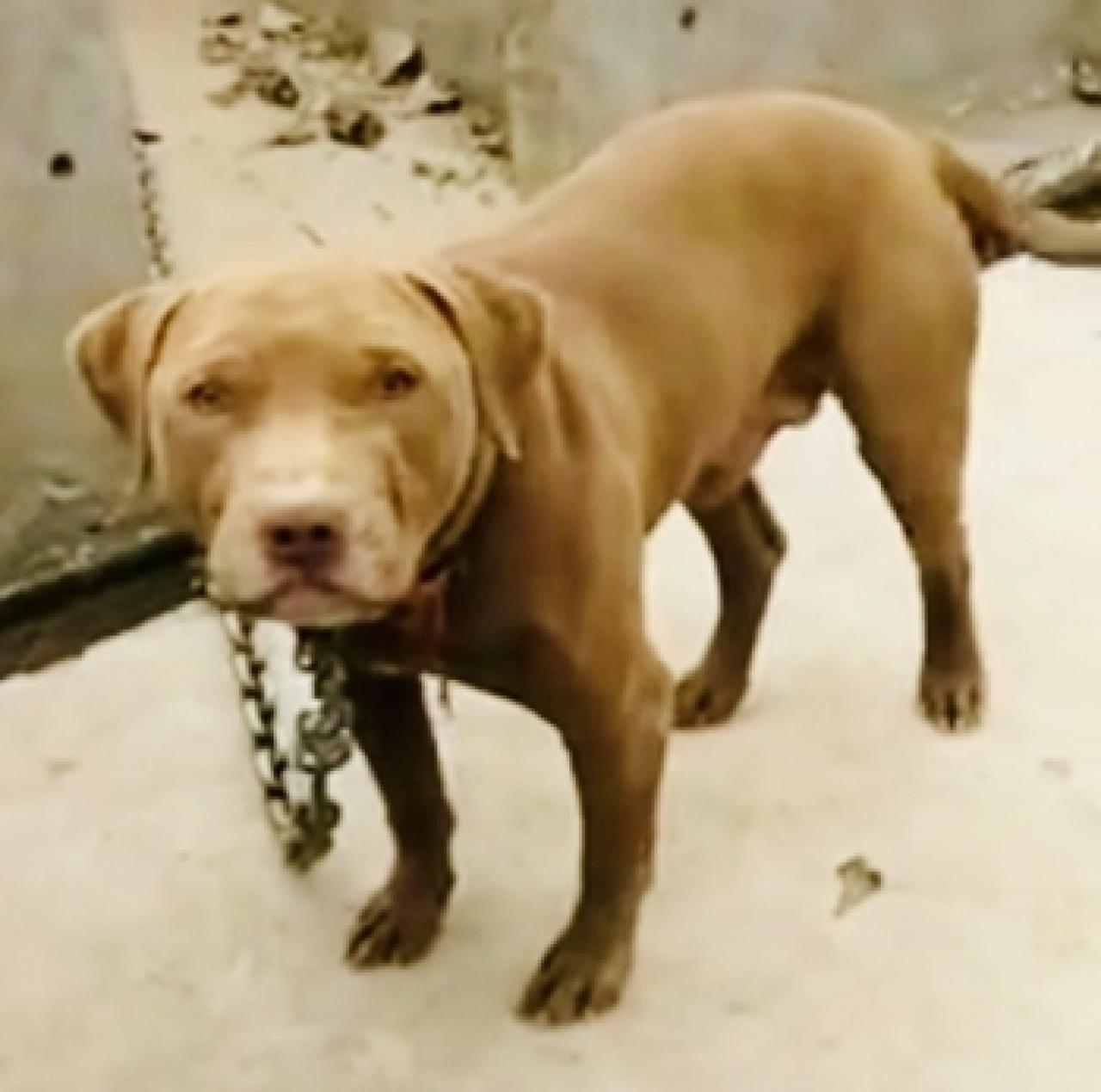 Photo of the dog