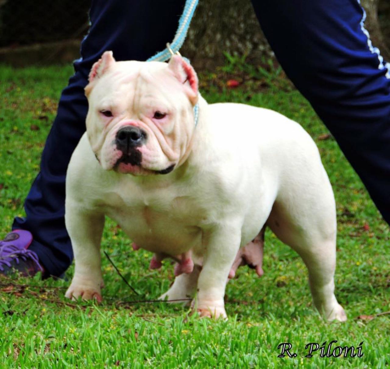 Photo of the dog