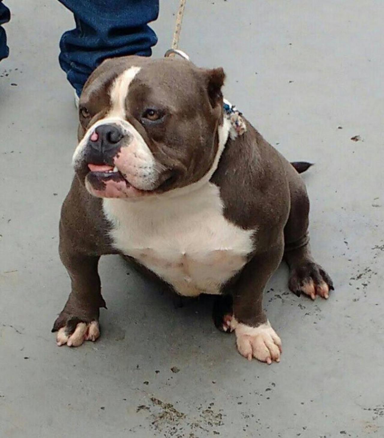 Photo of the dog