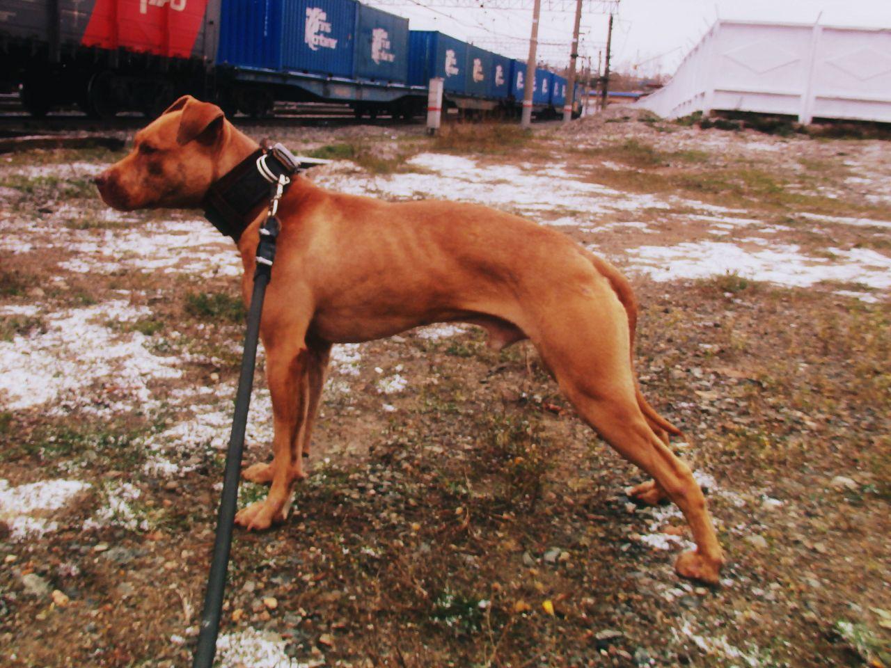 Photo of the dog
