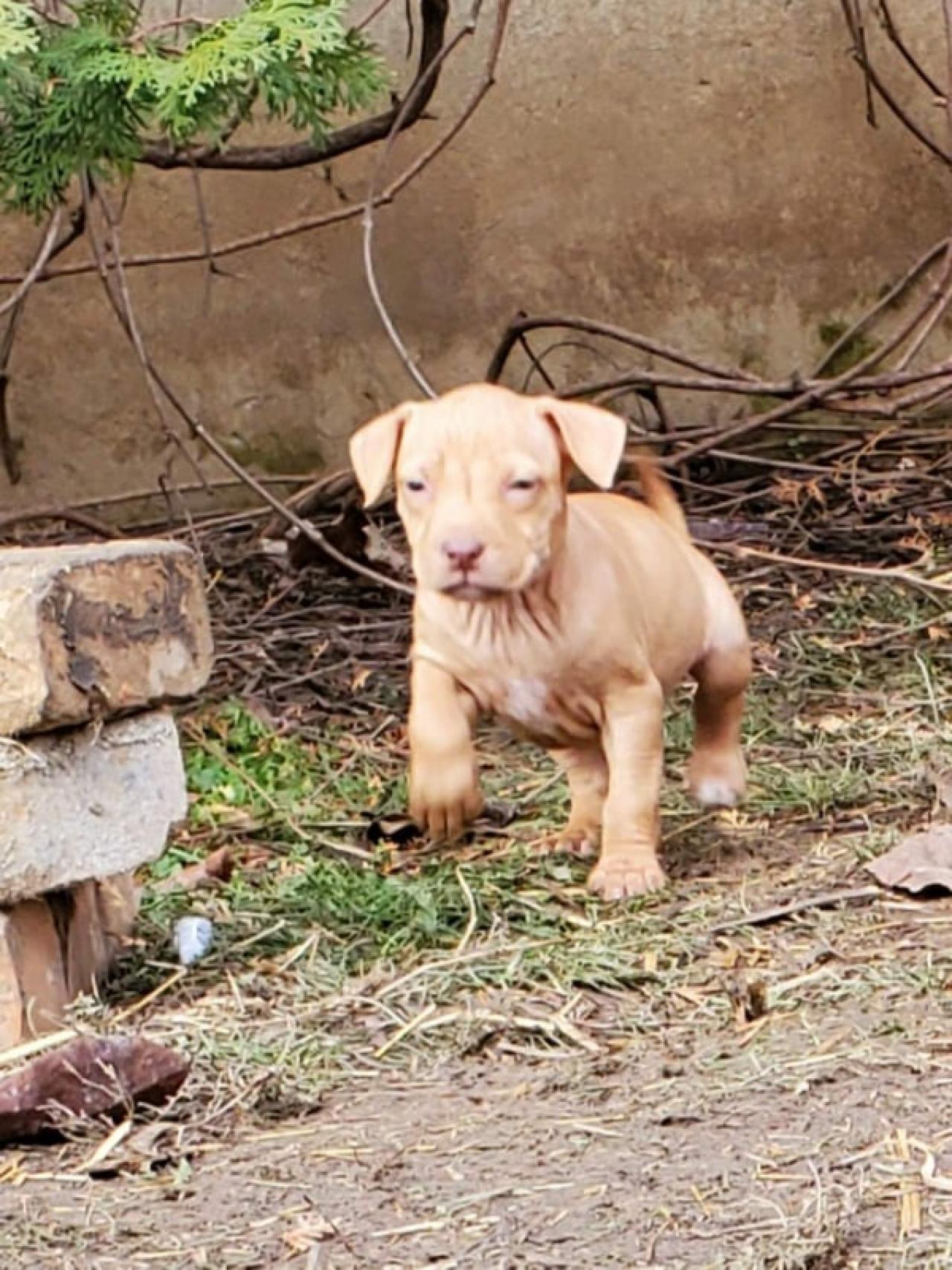 Photo of the dog
