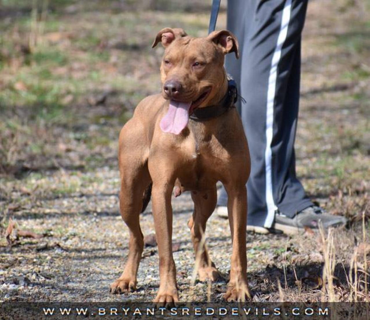 Photo of the dog