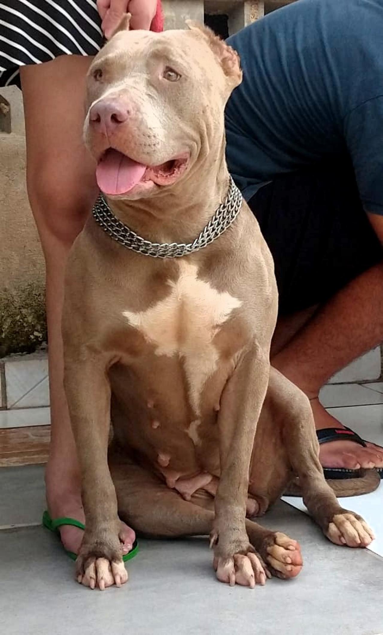 Photo of the dog