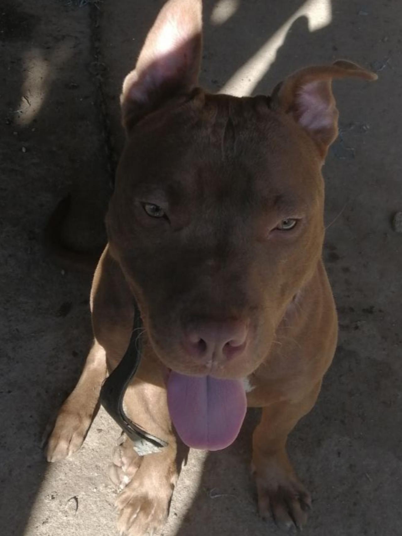 Photo of the dog