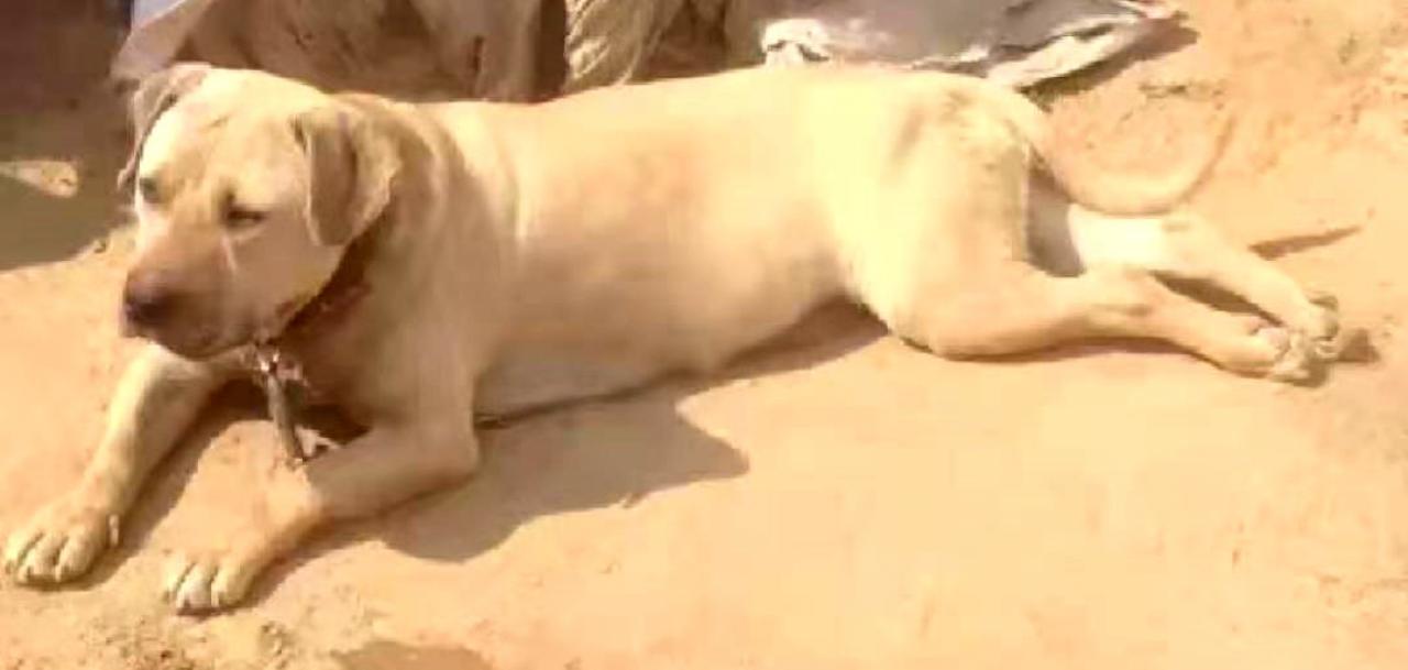 Photo of the dog