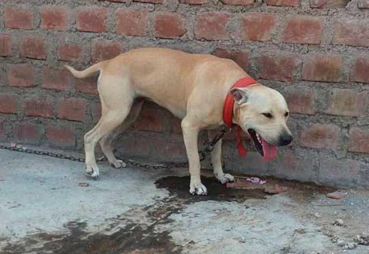 Photo of the dog