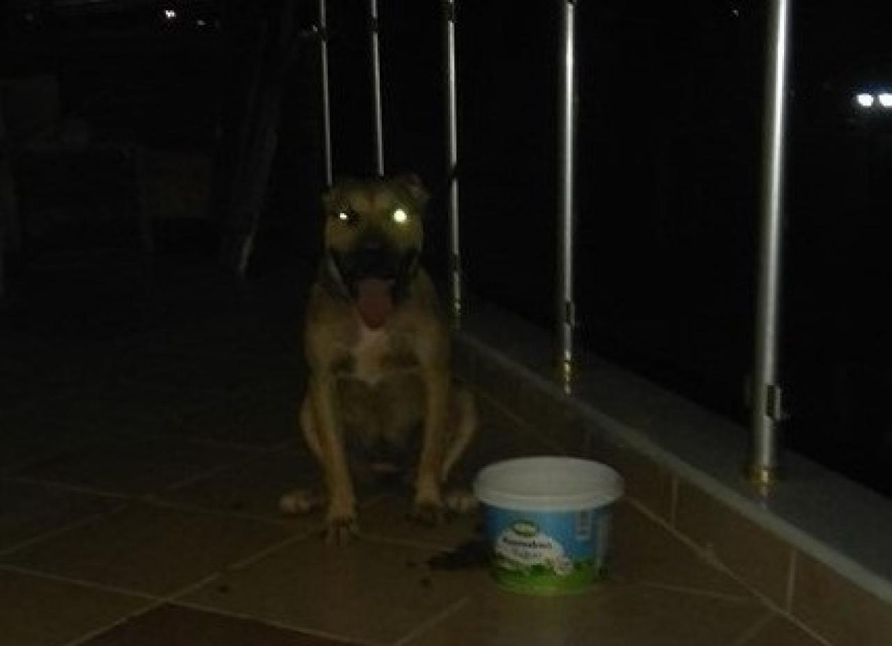 Photo of the dog