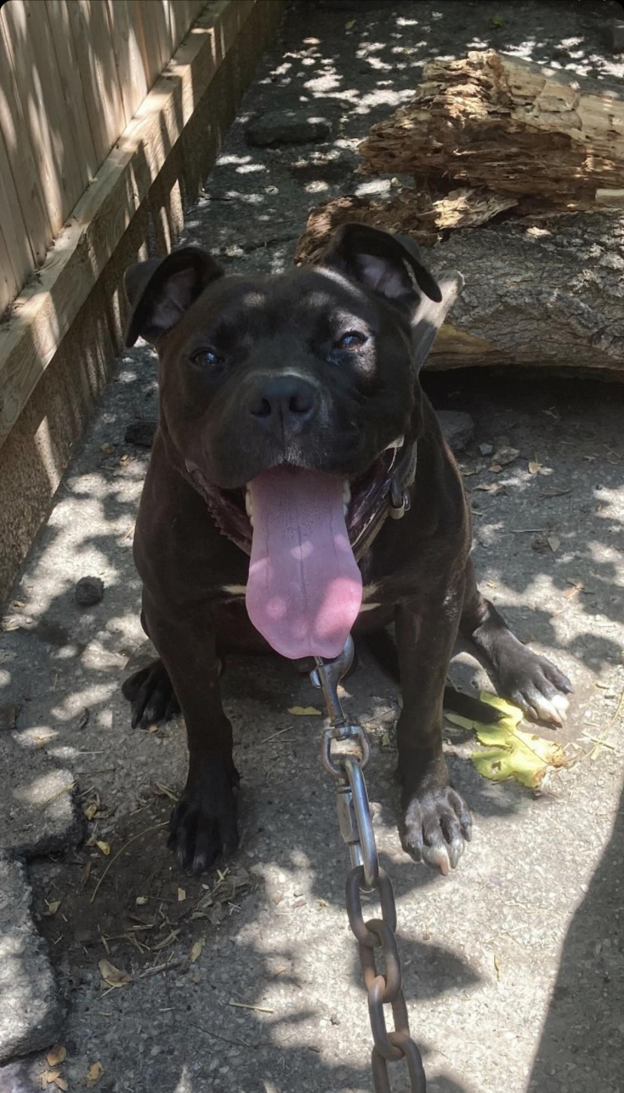 Photo of the dog