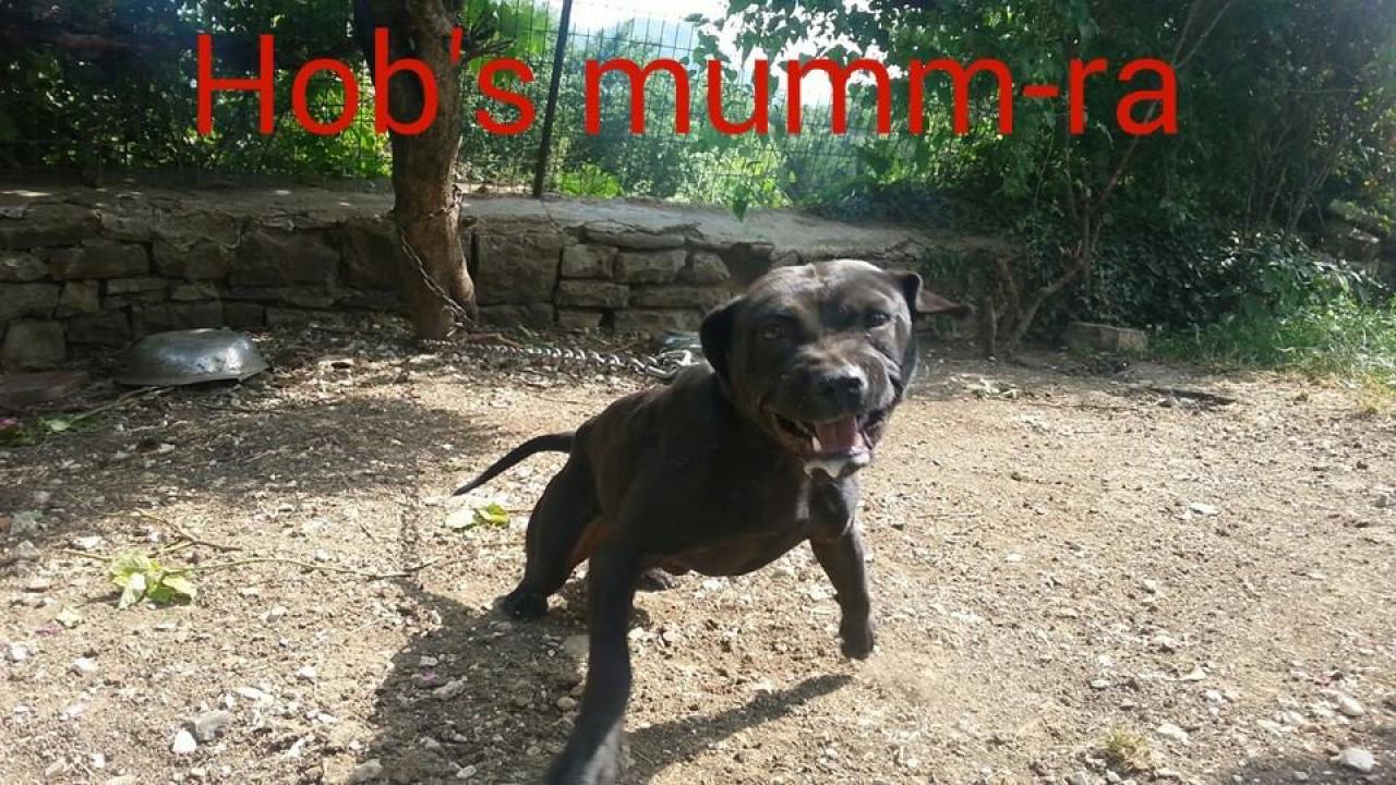 Photo of the dog