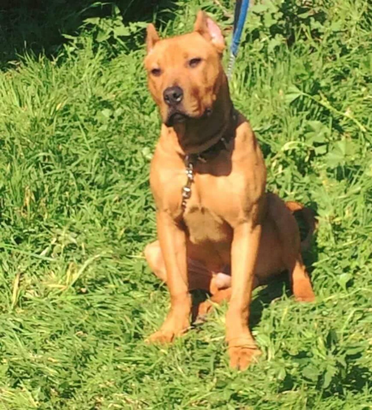 Photo of the dog