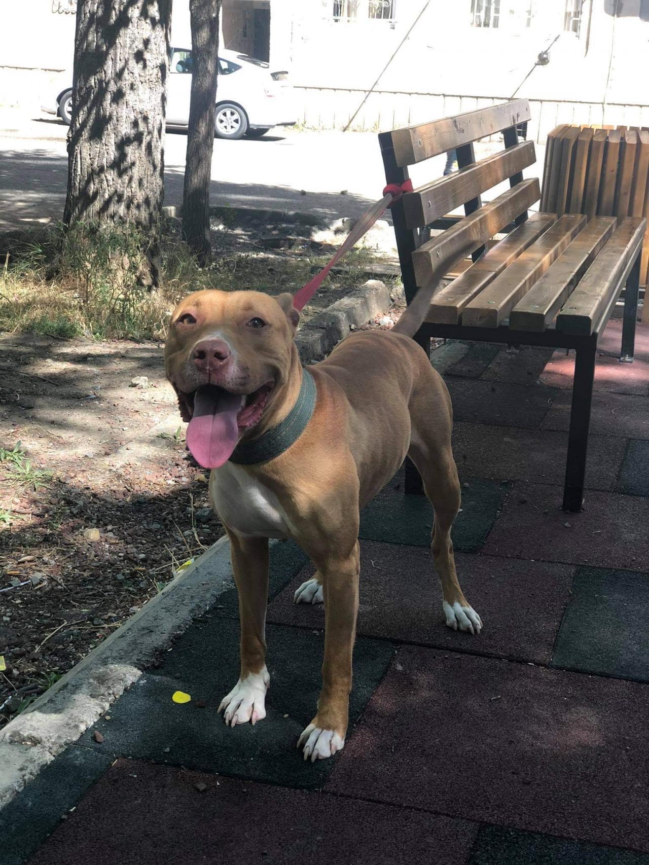 Photo of the dog