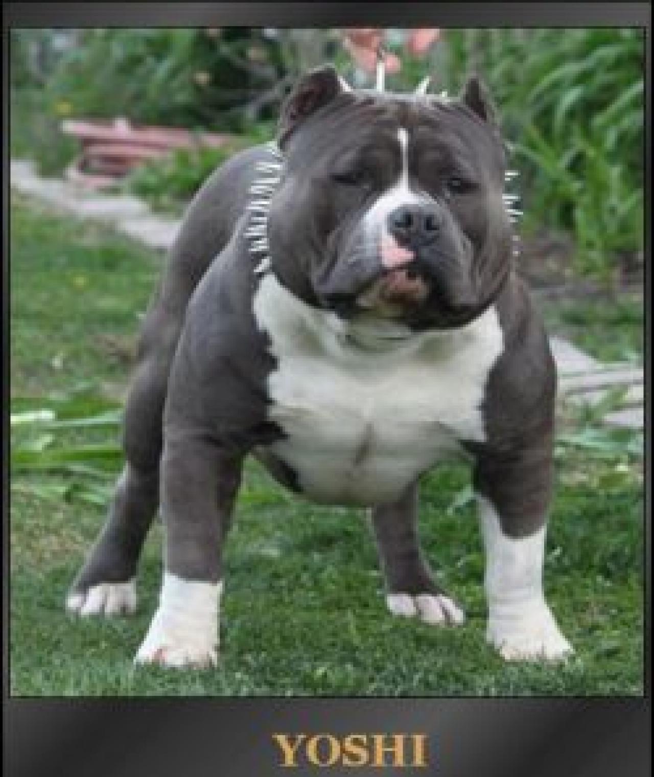 Photo of the dog