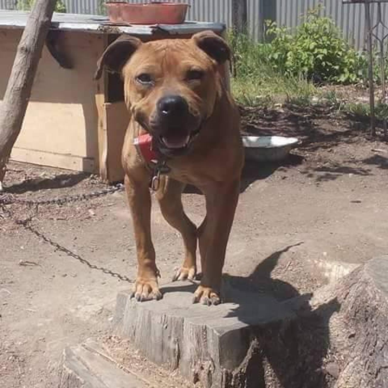Photo of the dog