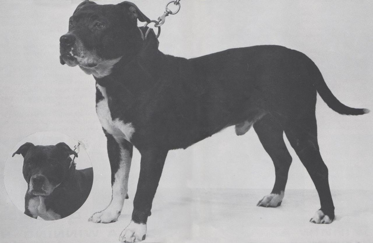 Photo of the dog