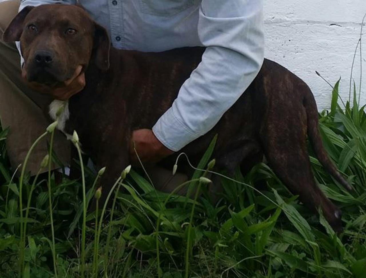 Photo of the dog