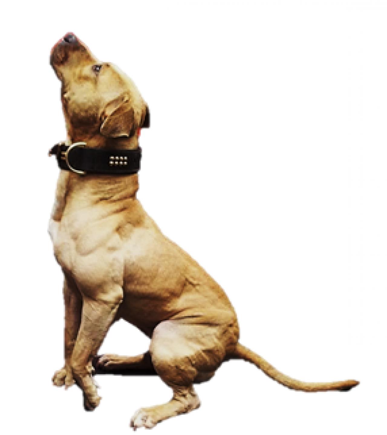 Photo of the dog