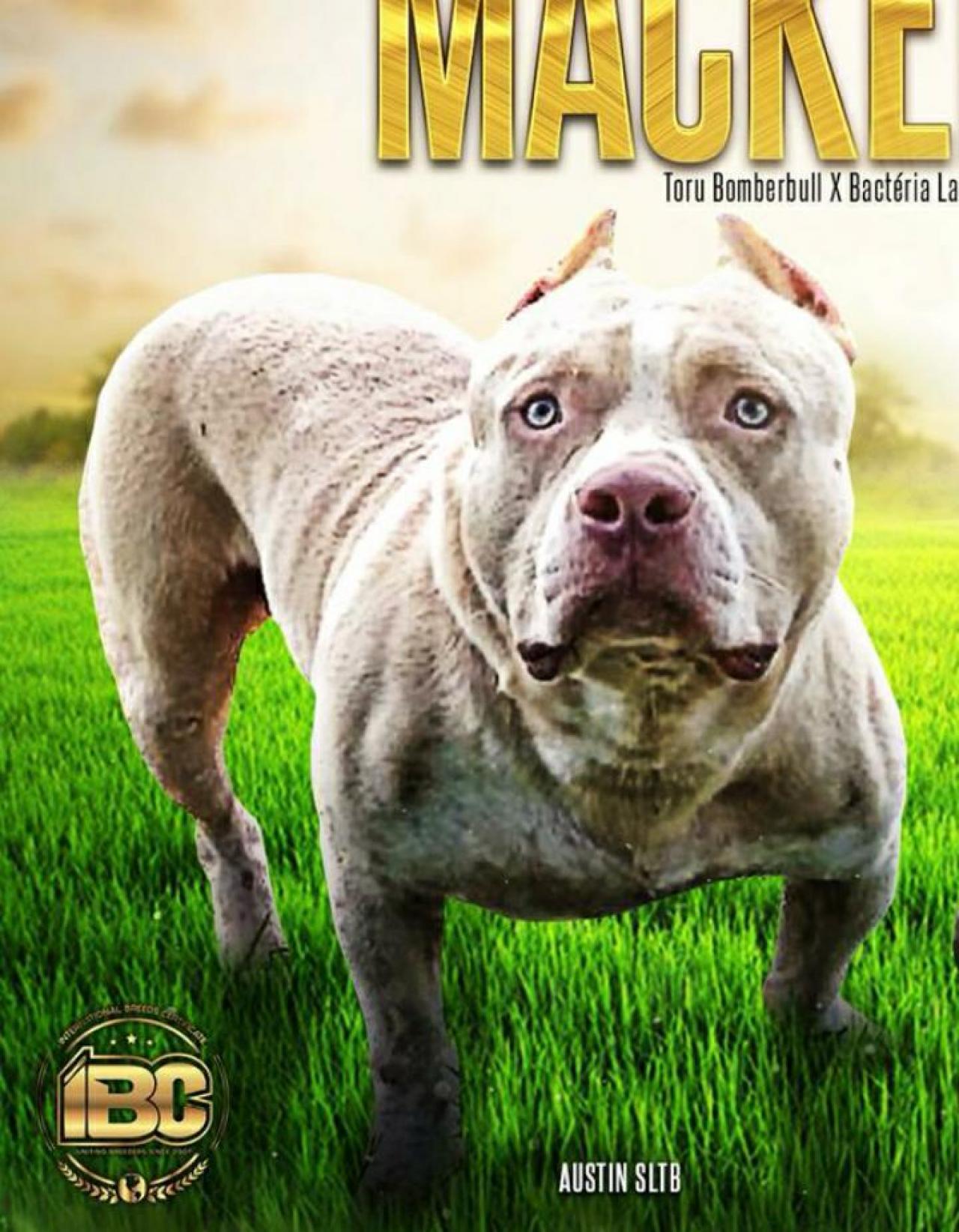 Photo of the dog