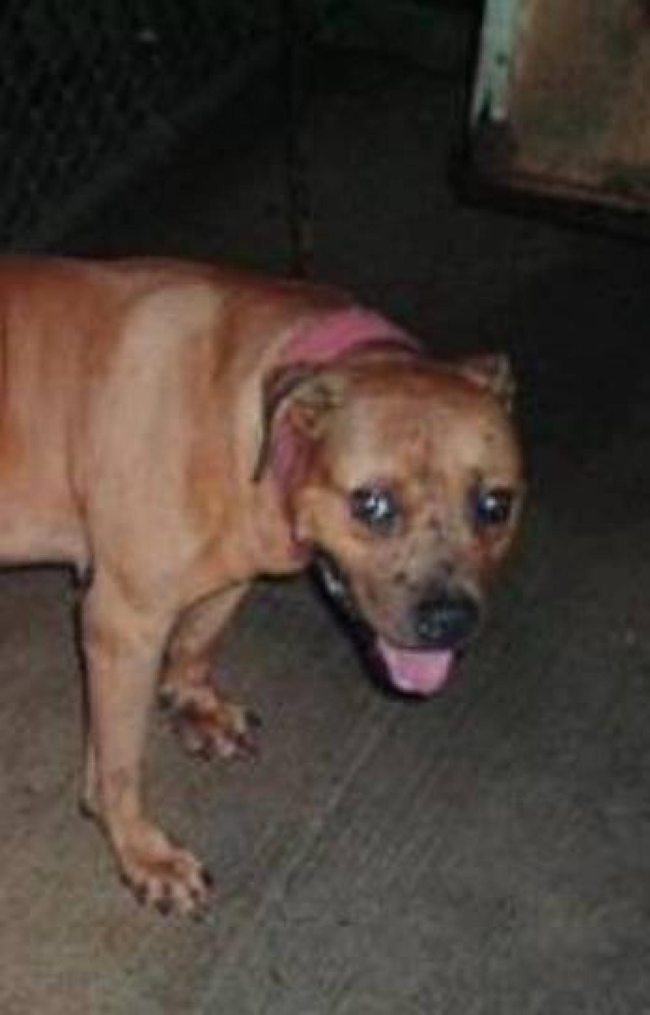 Photo of the dog