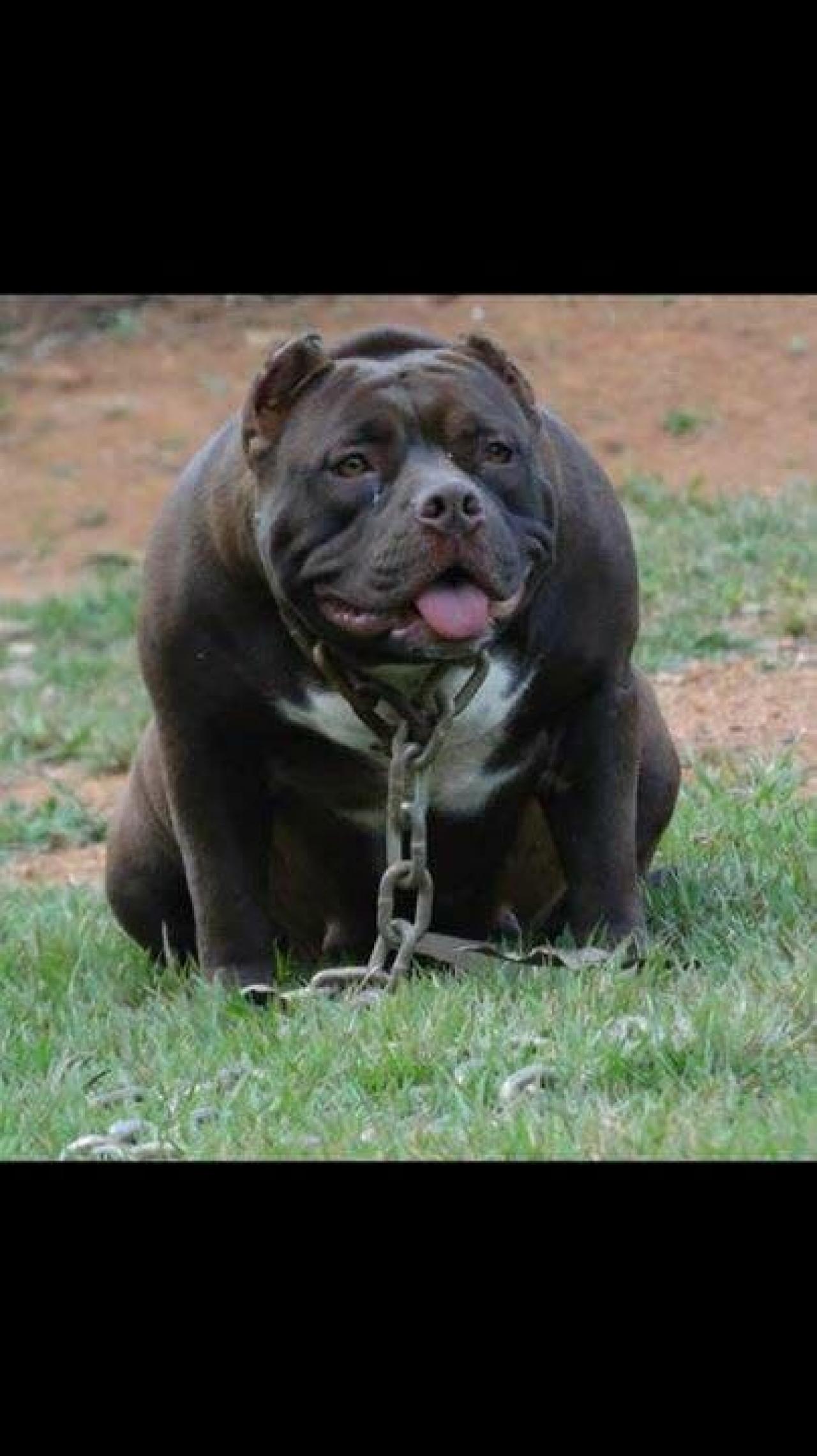 Photo of the dog