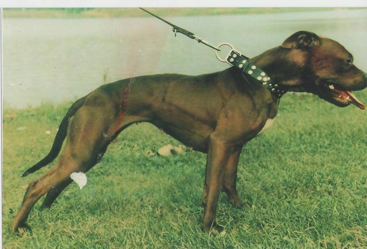 Photo of the dog
