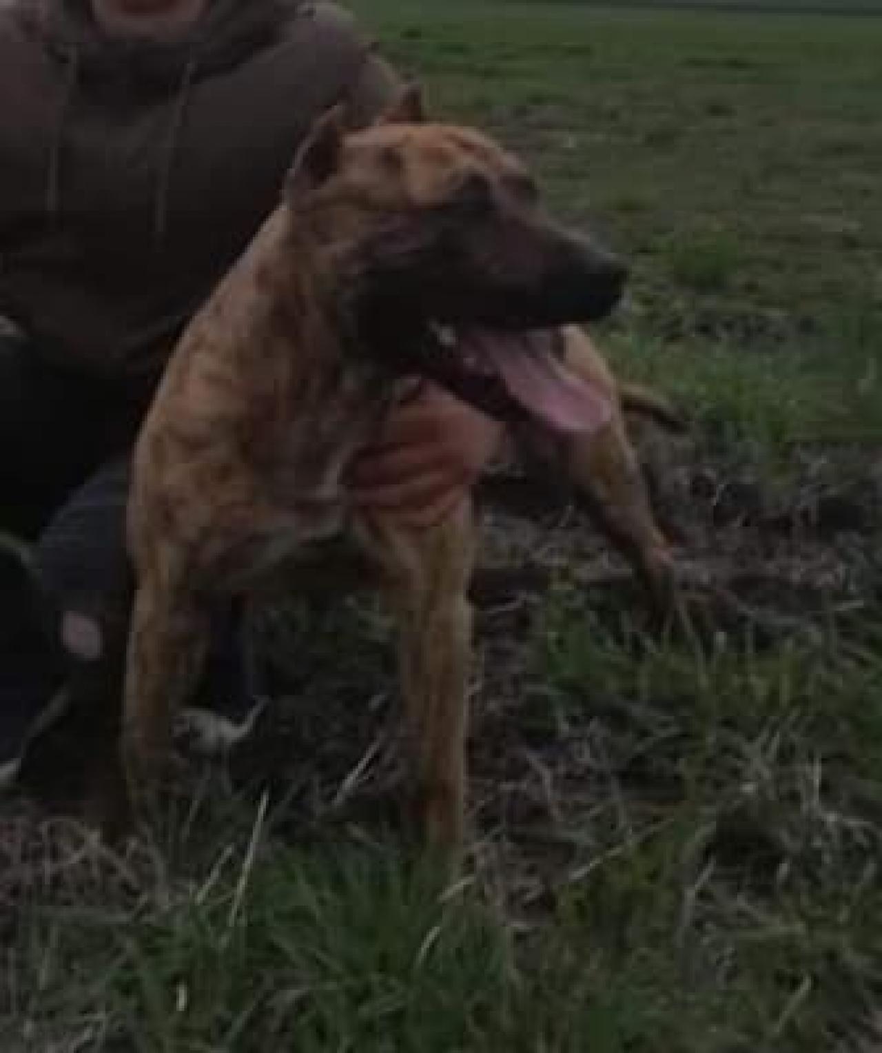 Photo of the dog