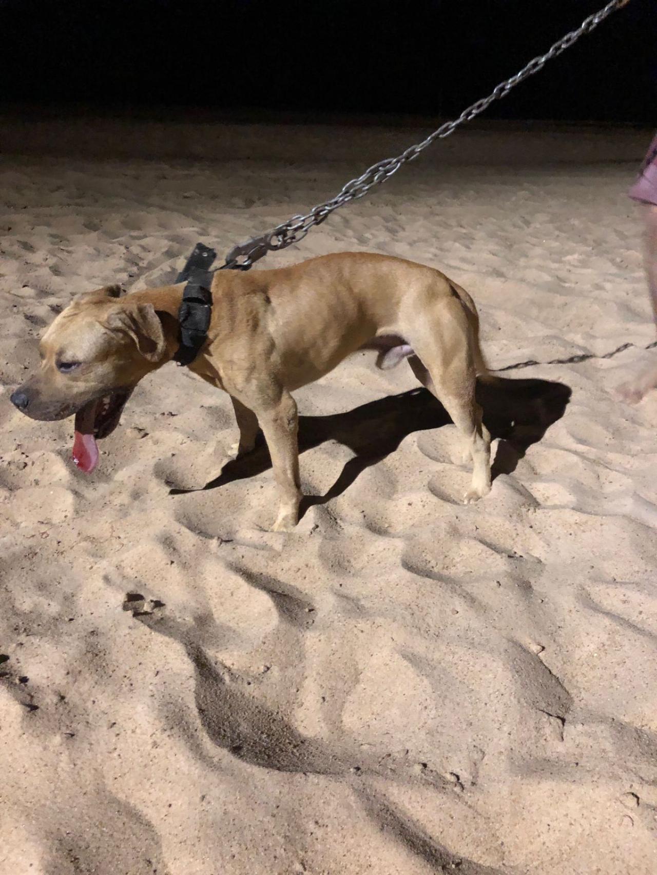 Photo of the dog