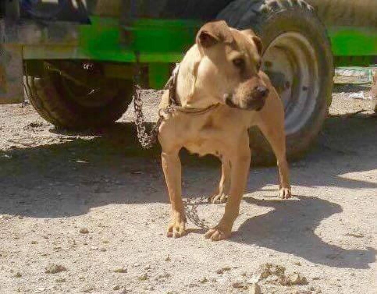 Photo of the dog
