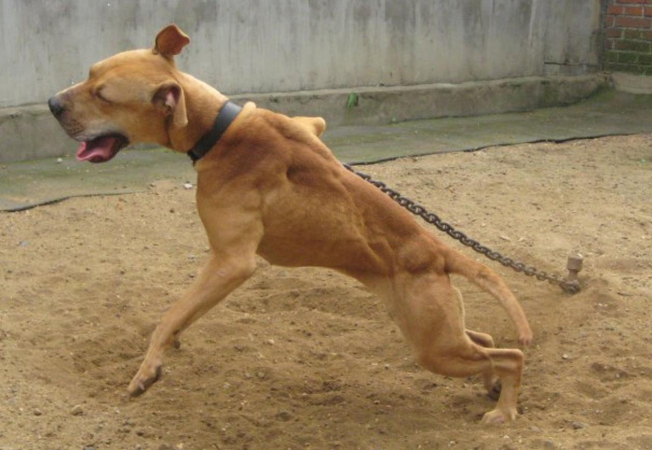 Photo of the dog