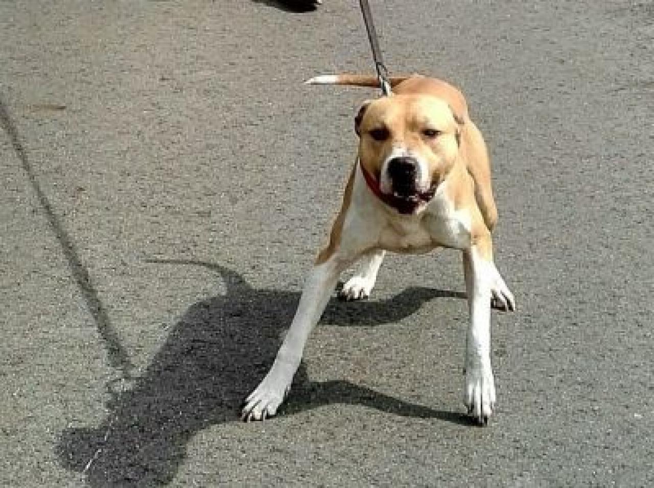 Photo of the dog