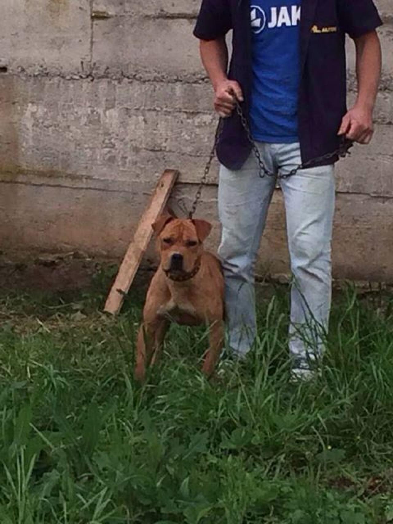Photo of the dog