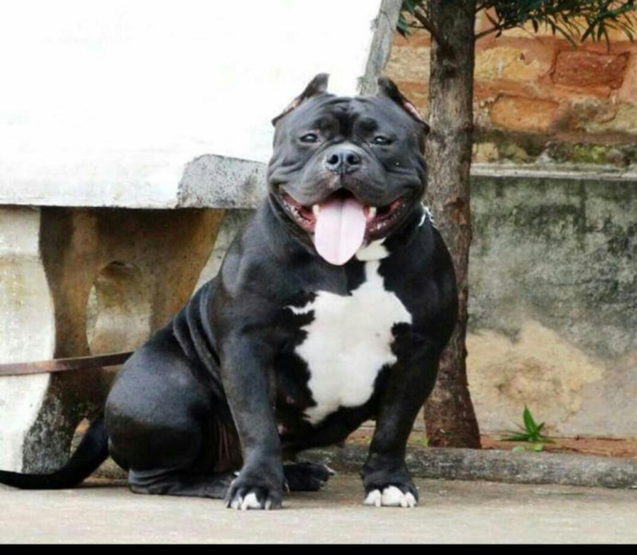 Photo of the dog