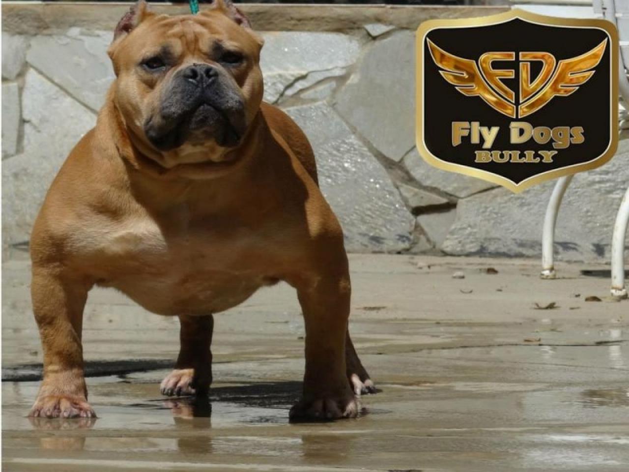 Photo of the dog