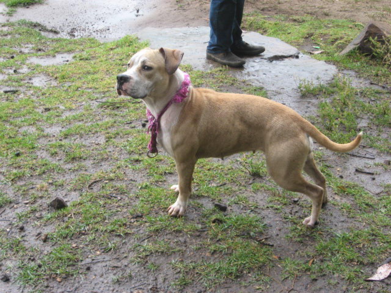 Photo of the dog