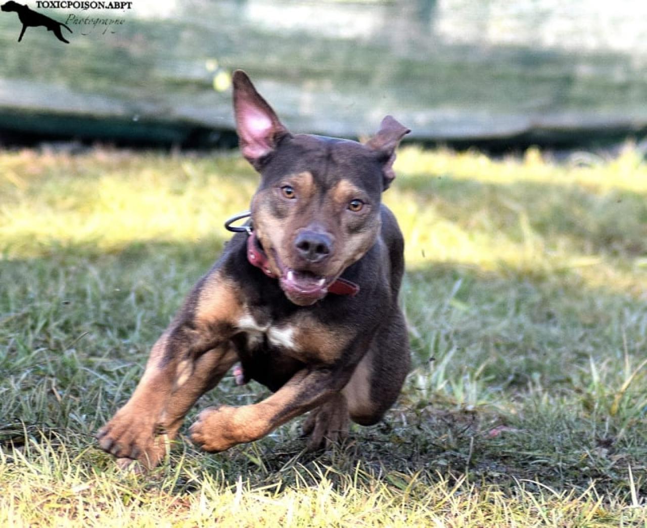 Photo of the dog