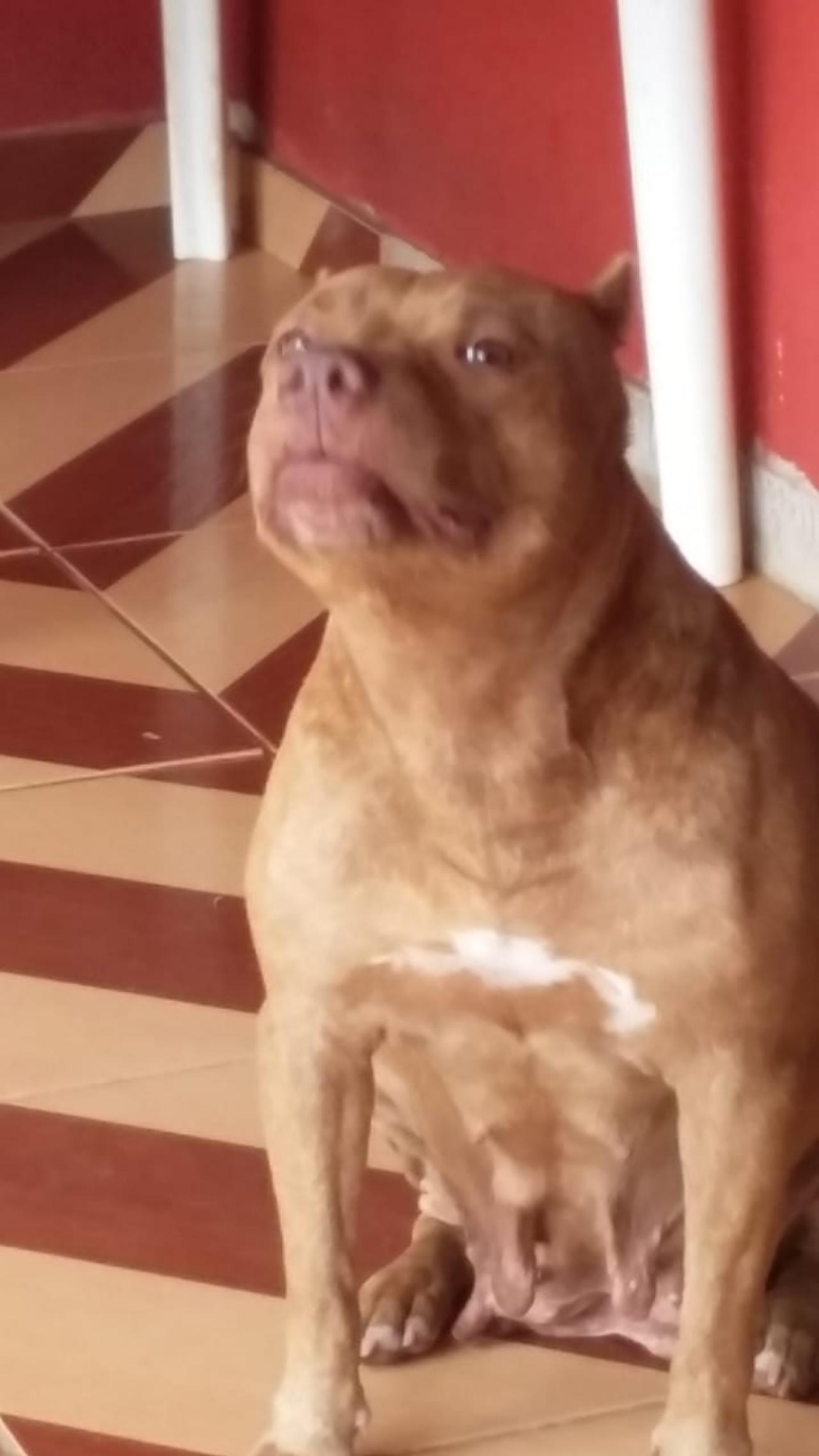 Photo of the dog