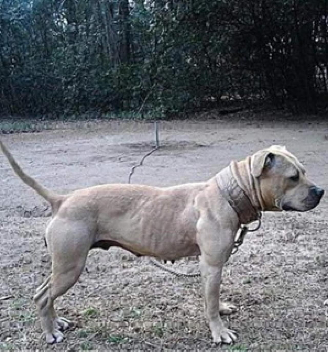 Photo of the dog