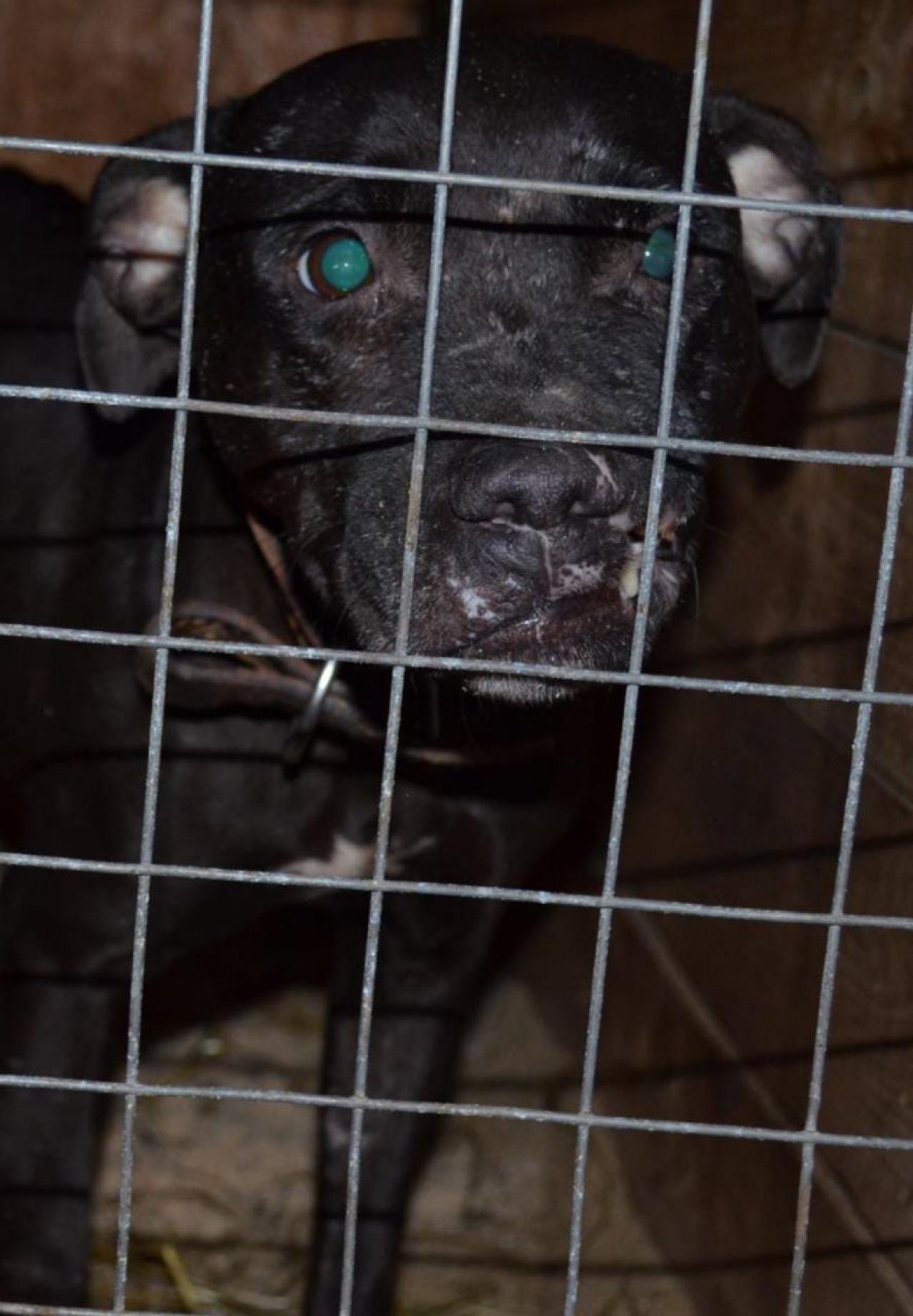 Photo of the dog