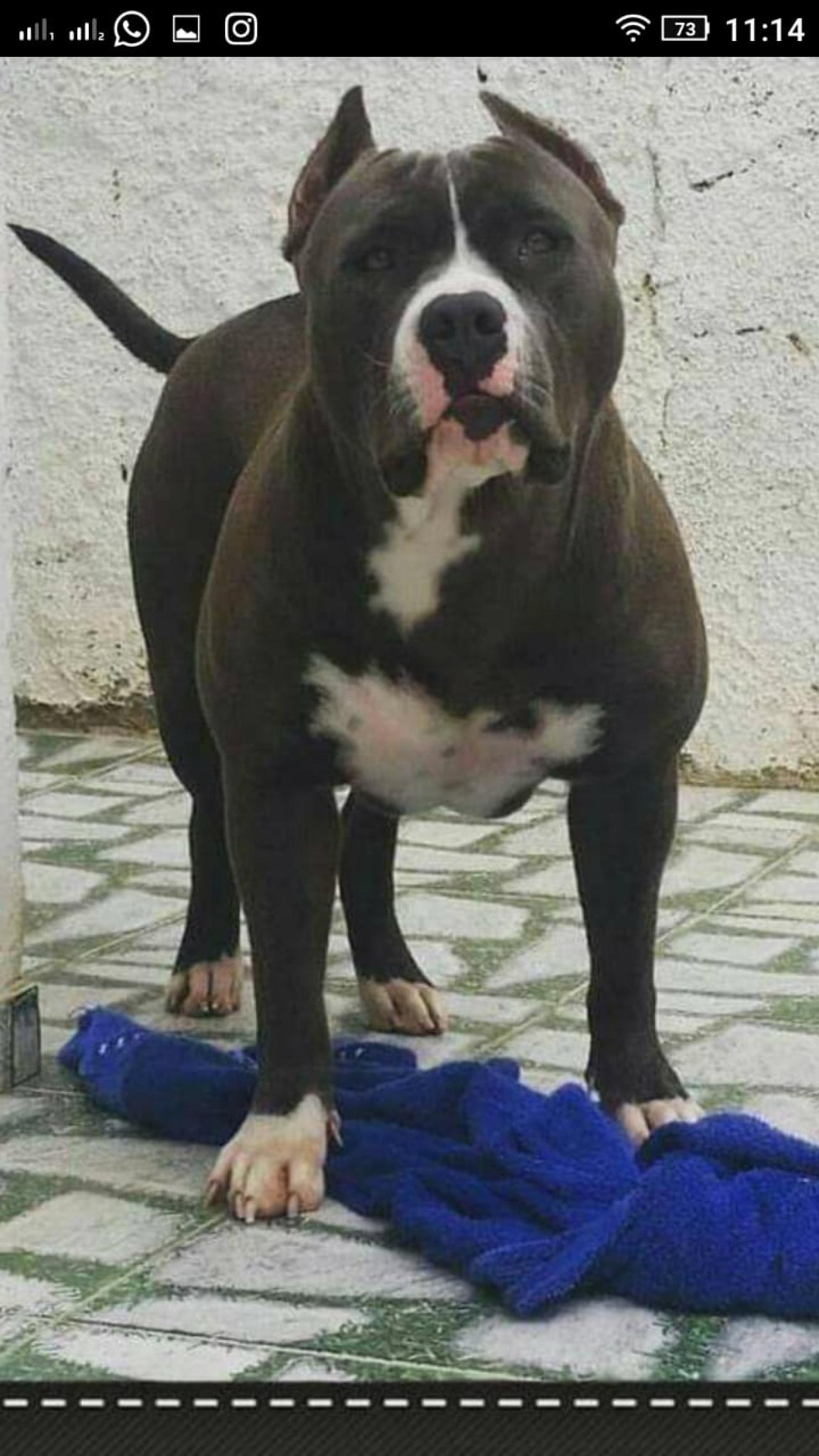 Photo of the dog