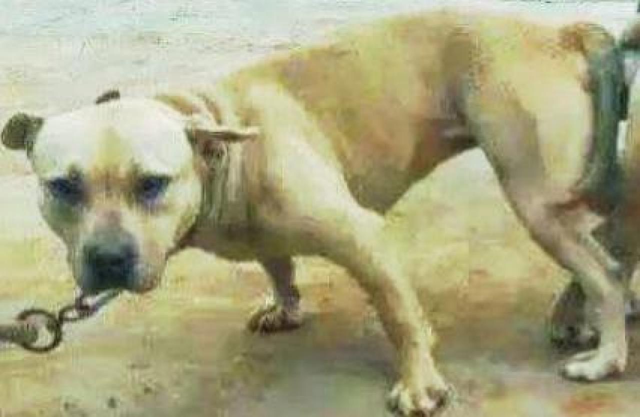 Photo of the dog