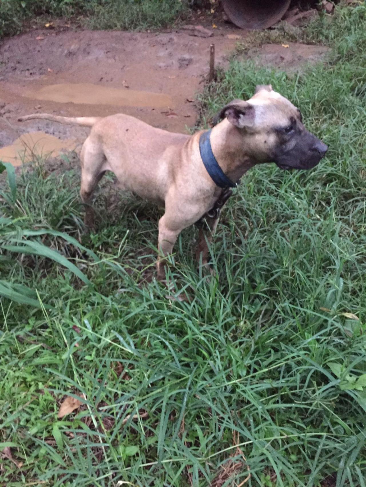 Photo of the dog