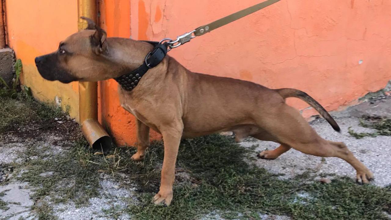 Photo of the dog