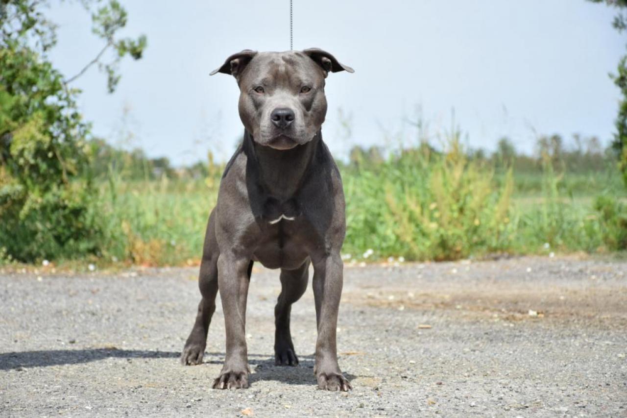 Photo of the dog