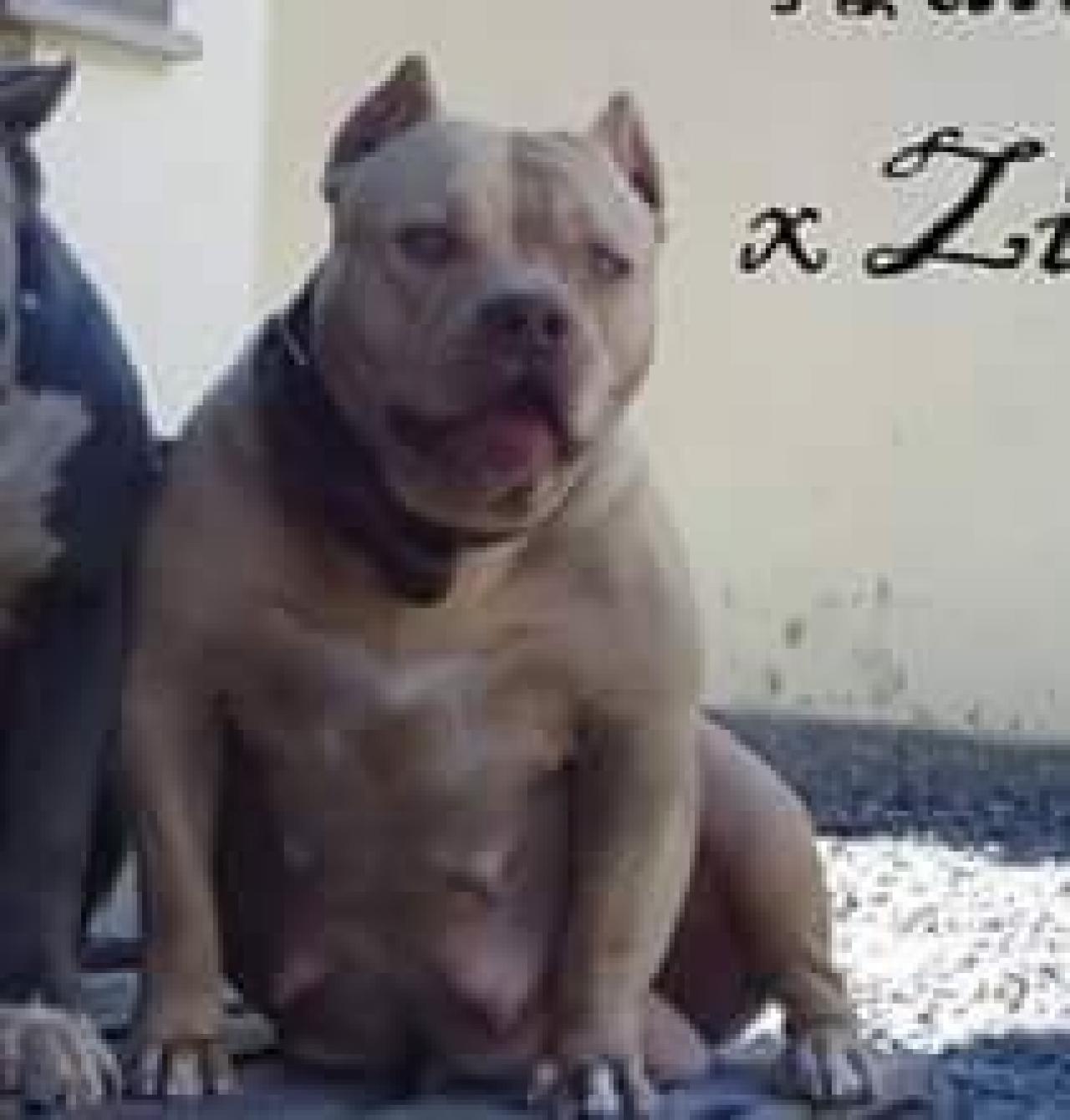Photo of the dog