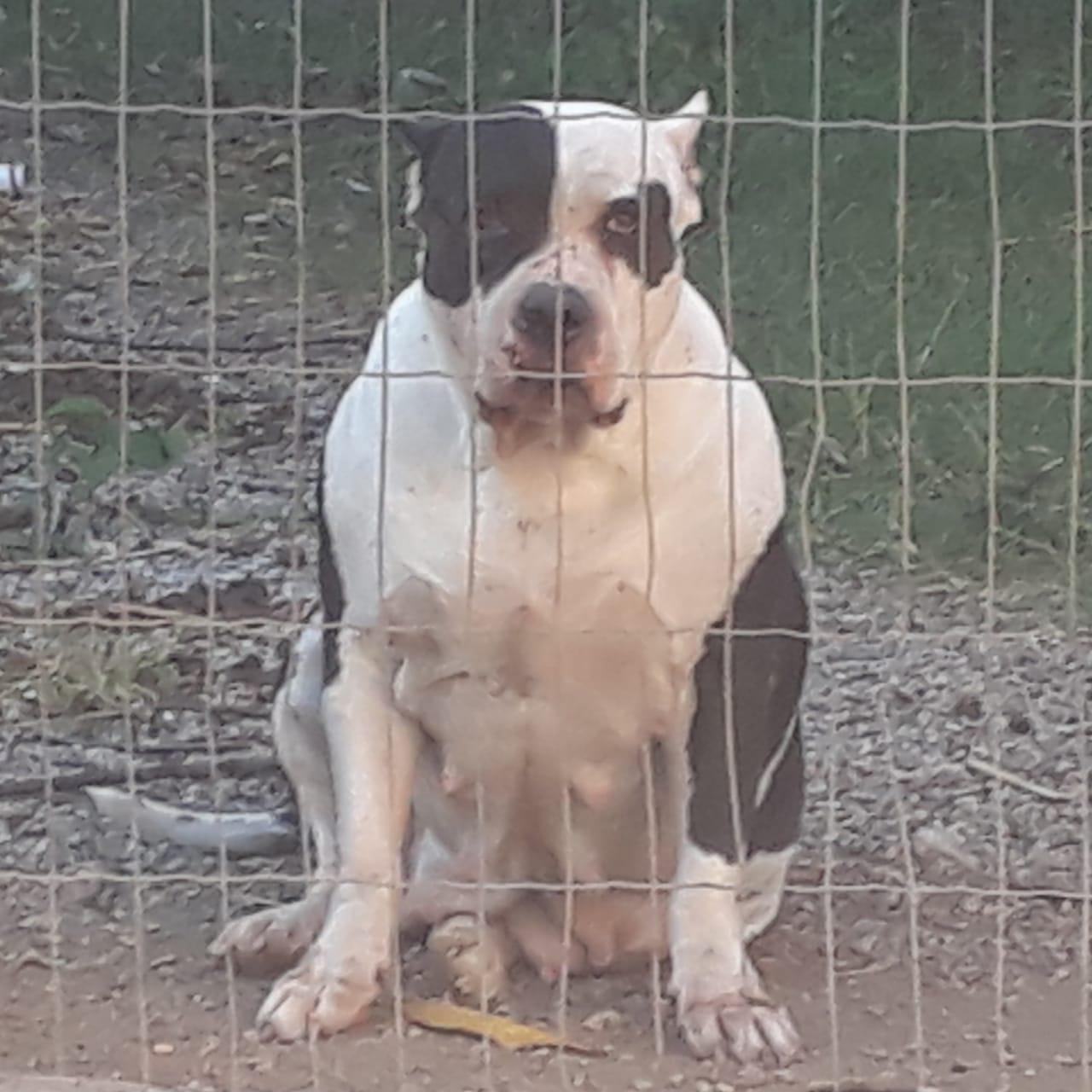 Photo of the dog