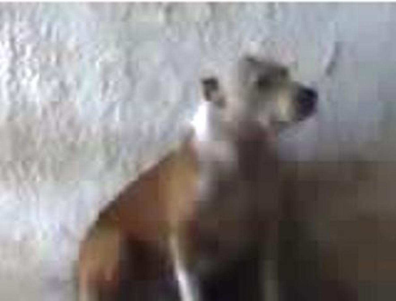 Photo of the dog